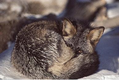 硬件限制可能会阻止《巫师4》在XSS上发布