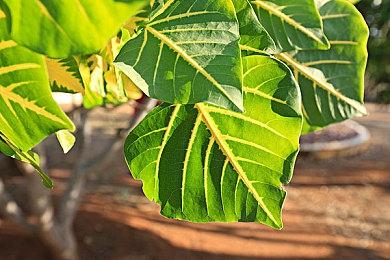 《天命奇御：归途》首支预告片公布 12月5日正式发售！